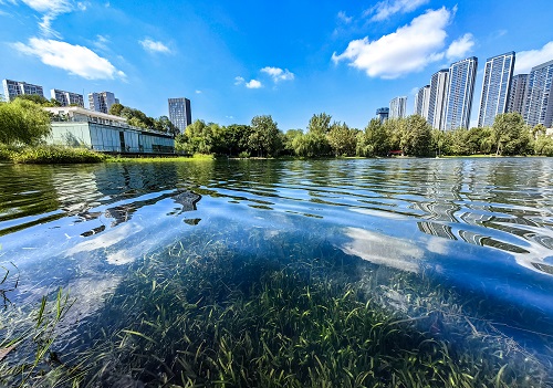 聚焦东湖水生态修复引领锦江区美丽河湖保护与建设